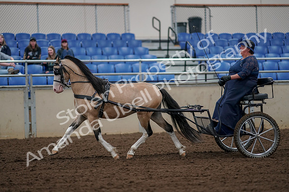 2019 Morgan Horse Show - Aug 30, 2019 - 13220