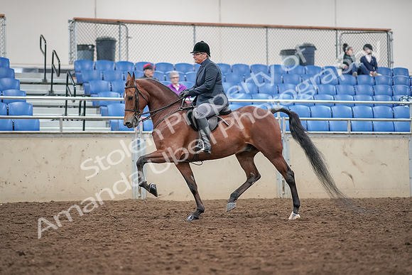 2019 Morgan Horse Show - Aug 30, 2019 - 20199
