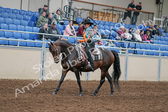 2020 - AB Morgan Horse - Sun, Sept 06 - 07478