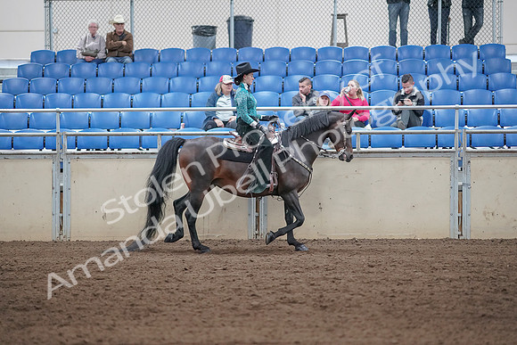 2019 Morgan Horse Show - Sept 01, 2019 - 07120