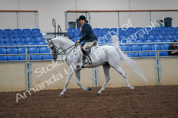 2019 Morgan Horse Show - Aug 30, 2019 - 17308