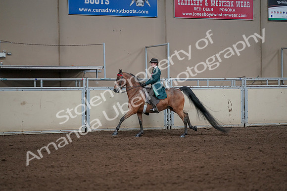 2019 Morgan Horse Show - Sept 01, 2019 - 13237