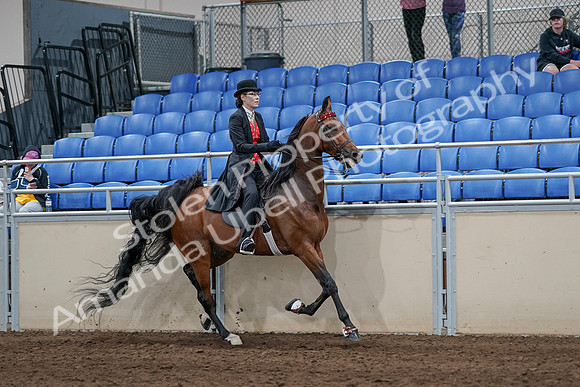 2020 - AB Morgan Horse - Sat, Sept 05 - 06795