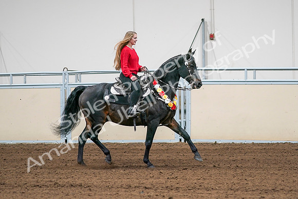 2020 - AB Morgan Horse - Sat, Sept 05 - 10471