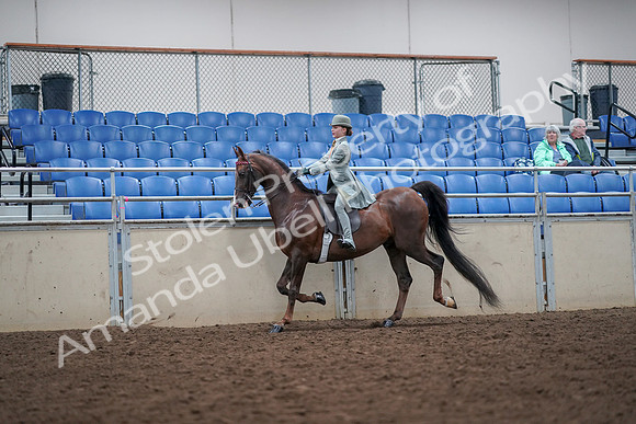 2019 Morgan Horse Show - Aug 30, 2019 - 17860