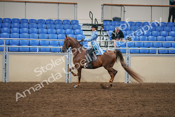 2020 - AB Morgan Horse - Sat, Sept 05 - 03321