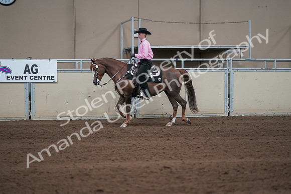 2019 Morgan Horse Show - Sept 01, 2019 - 06892