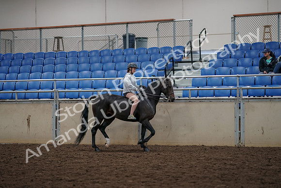 2019 Morgan Horse Show - Aug 30, 2019 - 31375