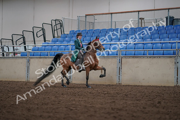 2019 Morgan Horse Show - Sept 01, 2019 - 13339