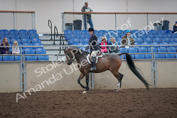 2019 Morgan Horse Show - Aug 31, 2019 - 15882