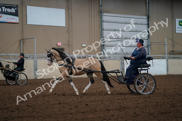 2019 Morgan Horse Show - Aug 30, 2019 - 13255