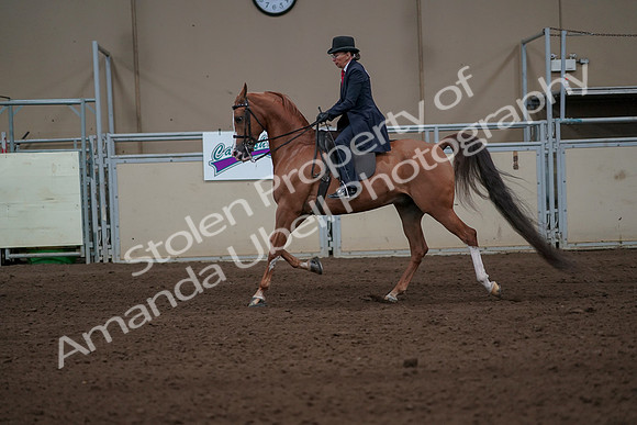 2019 Morgan Horse Show - Sept 01, 2019 - 11921
