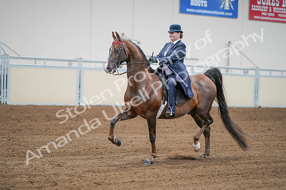 2020 - AB Morgan Horse - Fri, Sept 04 - 08212