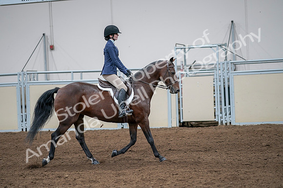2020 - AB Morgan Horse - Fri, Sept 04 - 05992
