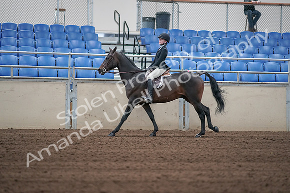 2019 Morgan Horse Show - Sept 01, 2019 - 03759