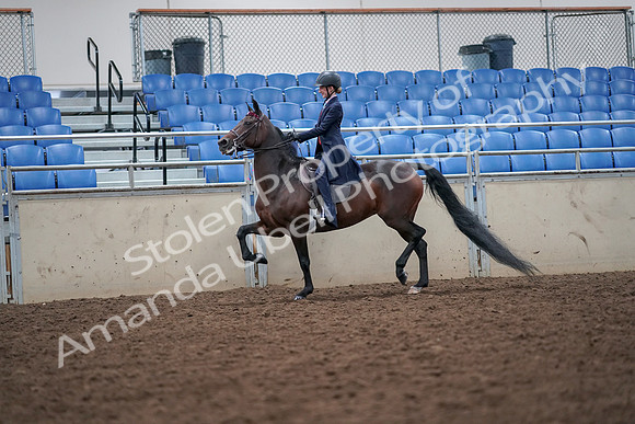 2019 Morgan Horse Show - Aug 30, 2019 - 17794