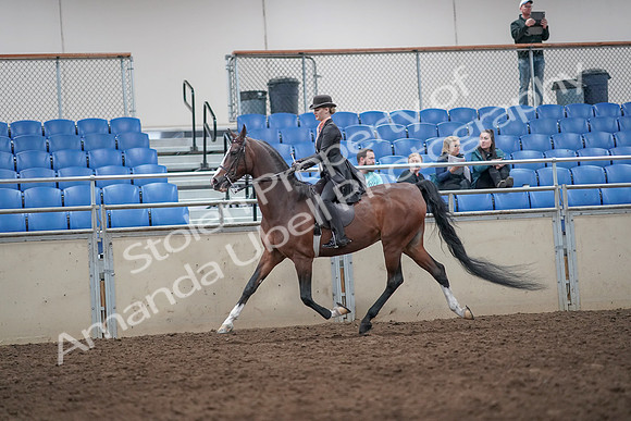 2019 Morgan Horse Show - Aug 31, 2019 - 08698