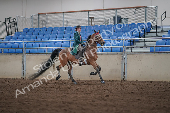 2019 Morgan Horse Show - Sept 01, 2019 - 13349