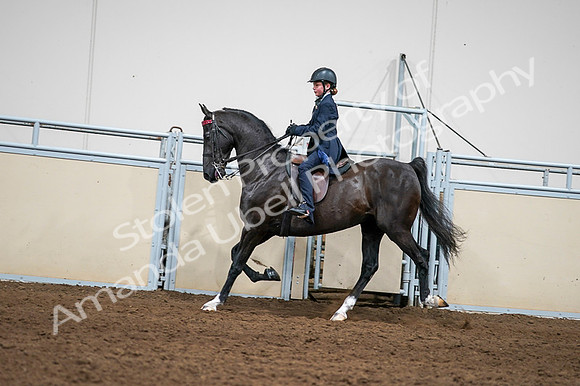 2020 - AB Morgan Horse - Fri, Sept 04 - 03246