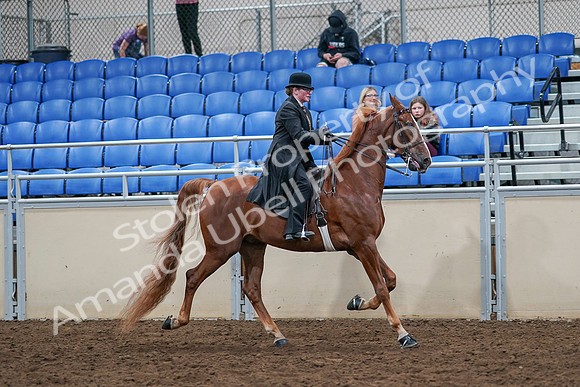 2020 - AB Morgan Horse - Sat, Sept 05 - 08262