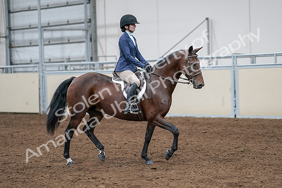 2020 - AB Morgan Horse - Fri, Sept 04 - 05980
