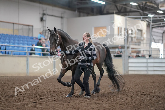 2019 Morgan Horse Show - Aug 31, 2019 - 02935