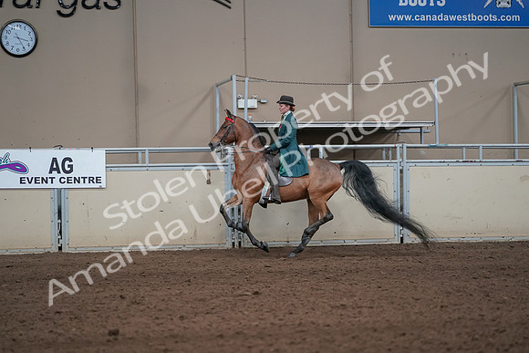 2019 Morgan Horse Show - Sept 01, 2019 - 13245