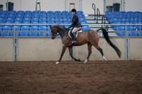 2019 Morgan Horse Show - Sept 01, 2019 - 08517