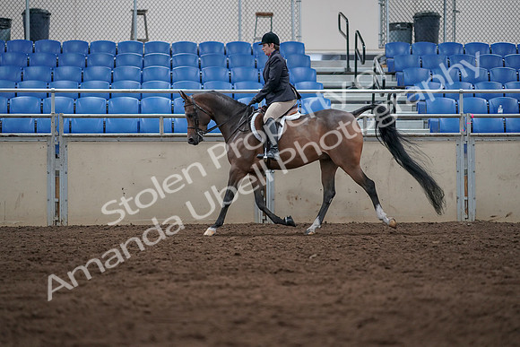 2019 Morgan Horse Show - Sept 01, 2019 - 08517