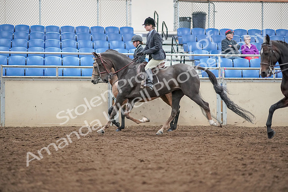 2019 Morgan Horse Show - Aug 30, 2019 - 20226