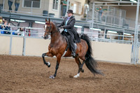 2020 - AB Morgan Horse - Sat, Sept 05 - 12905
