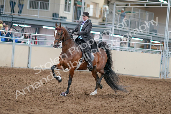2020 - AB Morgan Horse - Sat, Sept 05 - 12905