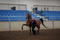 2019 Morgan Horse Show - Aug 31, 2019 - 00544