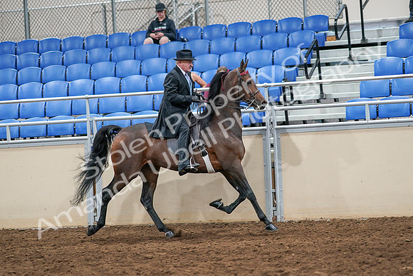 2020 - AB Morgan Horse - Sat, Sept 05 - 08161