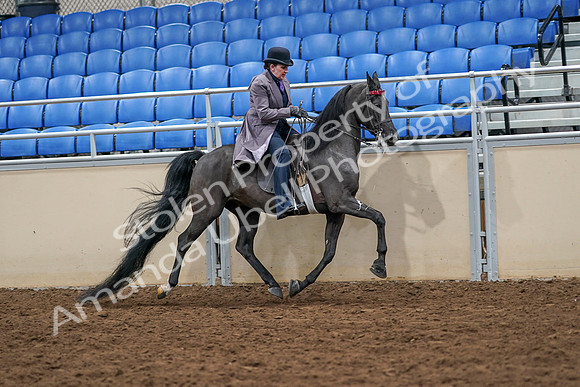 2020 - AB Morgan Horse - Sat, Sept 05 - 13985