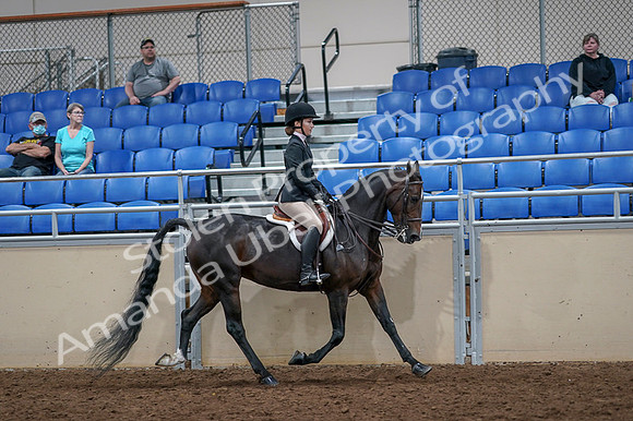 2020 - AB Morgan Horse - Fri, Sept 04 - 06045