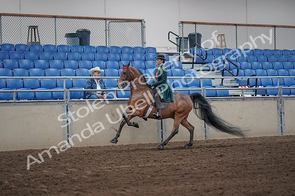 2019 Morgan Horse Show - Sept 01, 2019 - 13262