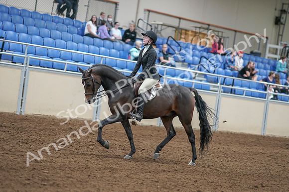 2020 - AB Morgan Horse - Fri, Sept 04 - 05829