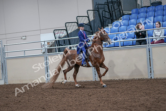 2020 - AB Morgan Horse - Fri, Sept 04 - 05230