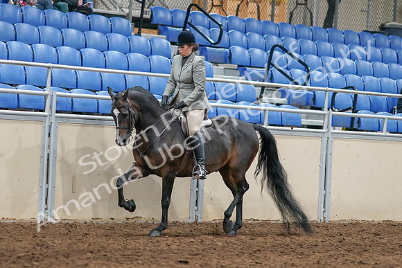 2020 - AB Morgan Horse - Sat, Sept 05 - 14472