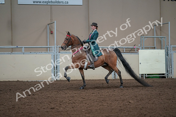 2019 Morgan Horse Show - Sept 01, 2019 - 13471