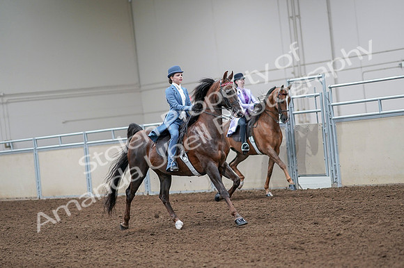 2020 - AB Morgan Horse - Fri, Sept 04 - 05037