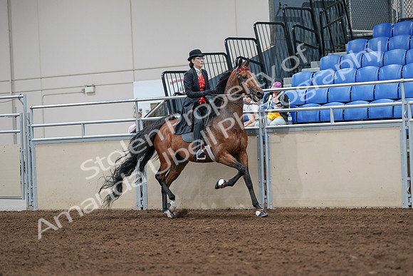 2020 - AB Morgan Horse - Sat, Sept 05 - 06780