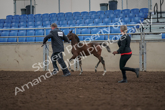 2019 Morgan Horse Show - Aug 31, 2019 - 00430
