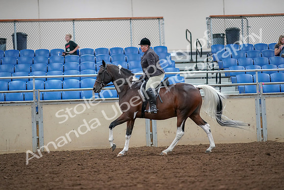 2019 Morgan Horse Show - Aug 30, 2019 - 16346