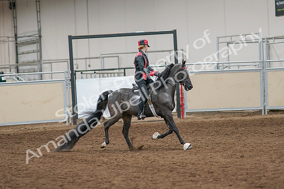 2020 - AB Morgan Horse - Fri, Sept 04 - 08704