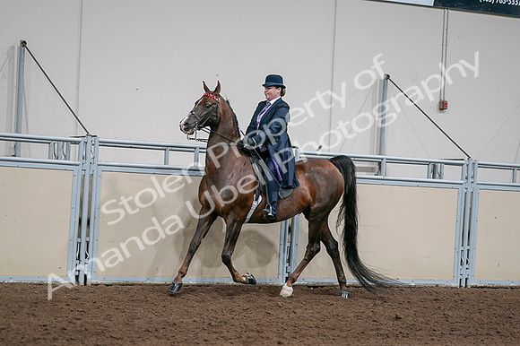 2020 - AB Morgan Horse - Fri, Sept 04 - 07946