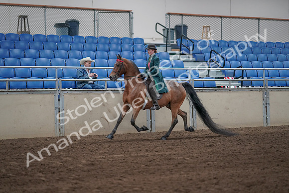 2019 Morgan Horse Show - Sept 01, 2019 - 13165