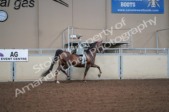 2019 Morgan Horse Show - Aug 30, 2019 - 18080