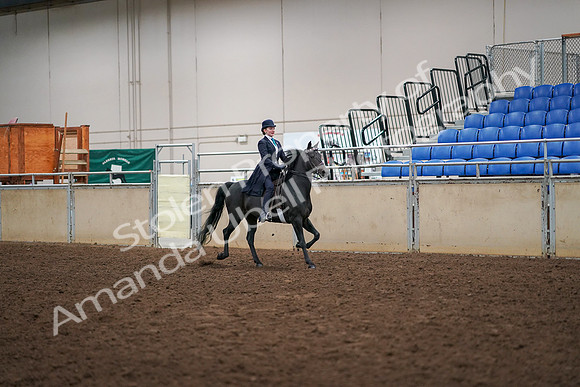 2019 Morgan Horse Show - Aug 30, 2019 - 12363